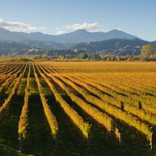 New Zealand – A Culinary Journey