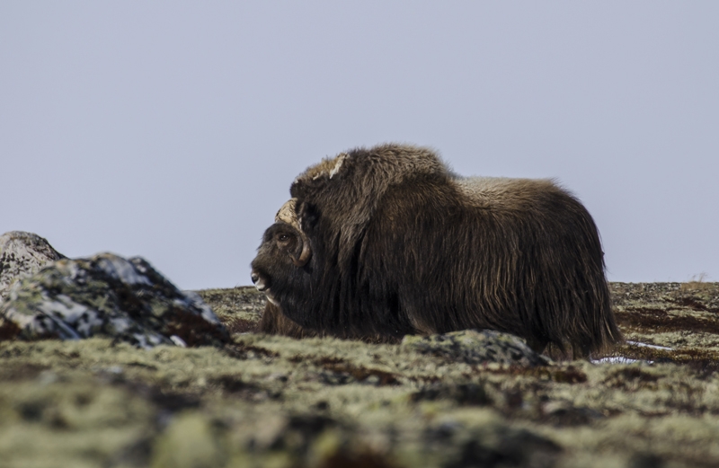Along the Pilgrim’s Trail in Dovrefjell, Norway