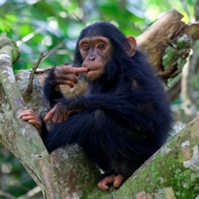 Best of Uganda and Rwanda