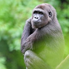 Gorilla and chimpanzee safari