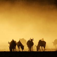 Kalahari, Cape & Coast