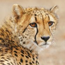 Wildlife of KwaZulu-Natal 