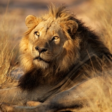 Ultimate Kruger Safari
