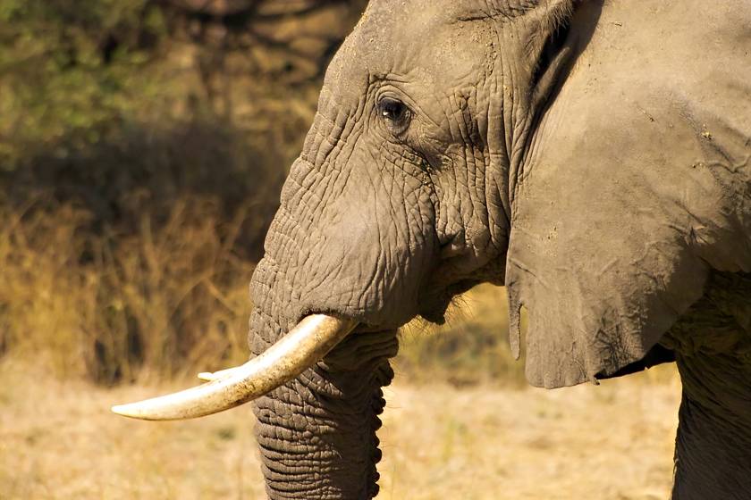 The Best Of Zambia Zimbabwe Wexas Travel