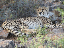 Burning bright: Sanbona Wildlife Reserve 