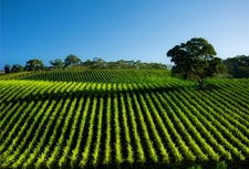 Barossa and the best of South Australia