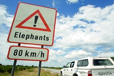 Best African safari experiences