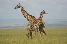 An adventure in Attenborough's Africa