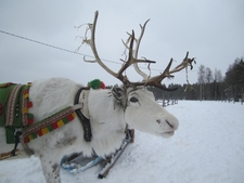 Just back from: Finnish Lapland