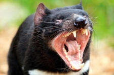 Maria Island bid to save Tassie devil 