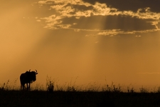 How to follow the Great Migration
