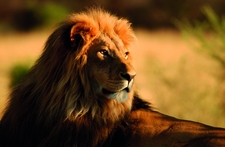 Seven ways to see Africa like Attenborough
