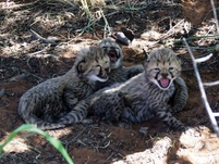 First cheetah cubs born wild in Namibia's Okonjima Nature Reserve