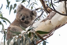 Where to spot koalas in Victoria