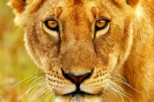 How to take better photographs on safari