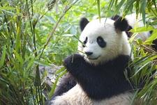 New BA Chengdu service