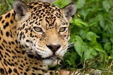 Top 10 wildlife travel experiences