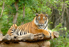India tiger tourism ban lifted