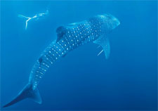 Whale sharks on their way to Ningaloo
