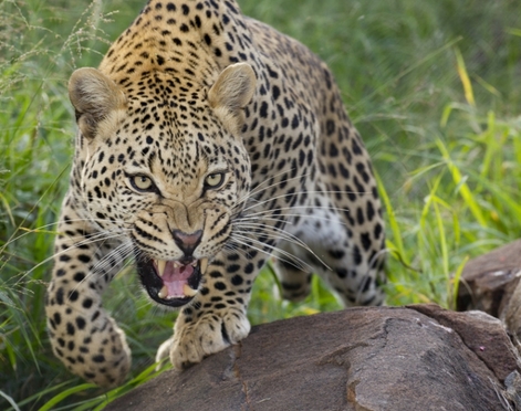 Spectacular leopard kill