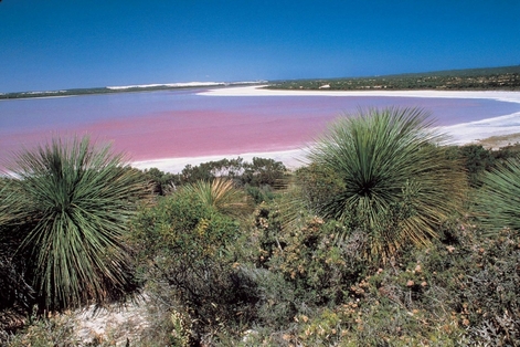 Wildflowers to bloom in Western Australia
