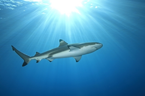 Shark feeding on the Great Barrier Reef
