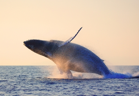 WA whale watching begins
