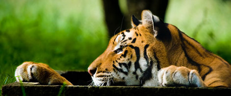 Tiger spotting in India