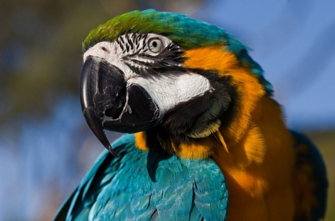 Peru birding challenge