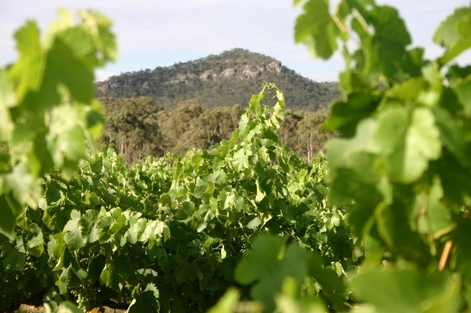 Swan Valley boutique wine festival