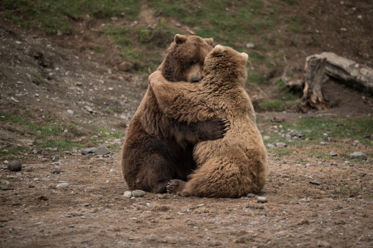 Bear Hug USA by Marky Rigerman WEXAS Wildlife Photography Competition