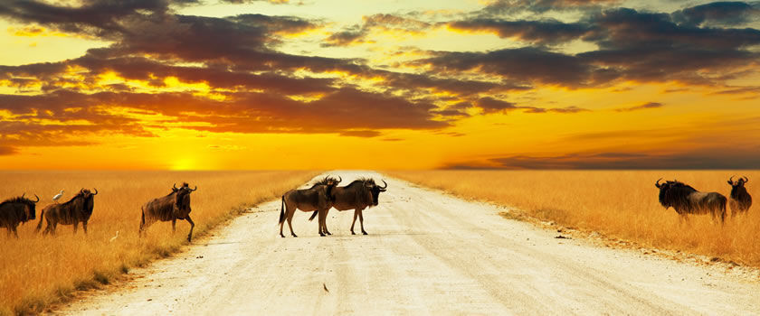 Africa offers