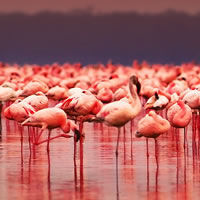 Lake Nakuru