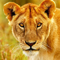 Masai Mara
