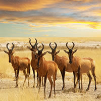 Kenya National Parks & Reserves