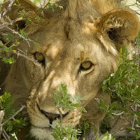 Damaraland