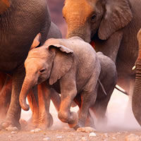 Etosha National Park