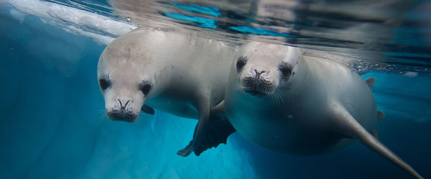 Antarctica offers