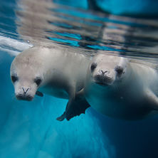 Antarctica