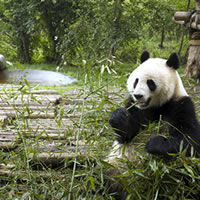 Chengdu
