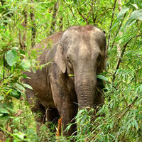 Chiang Mai & Northern Thailand