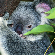 New South Wales