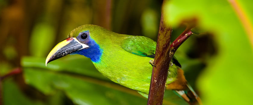 Central America offers