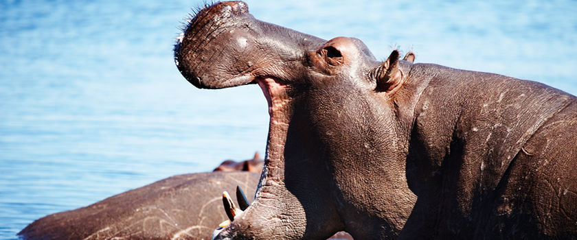 Chobe river cruises | Chobe River cruise, Botswana