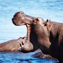 Chobe River Cruises