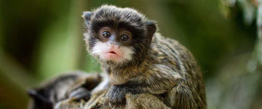 Amazon cruises | Luxury river cruise of the Amazon