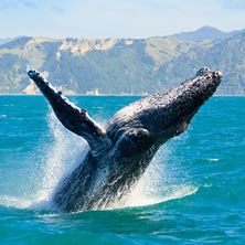 New Zealand & The Sub Antarctic