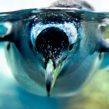 Antarctic