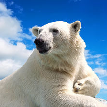 Arctic