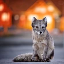 Svalbard